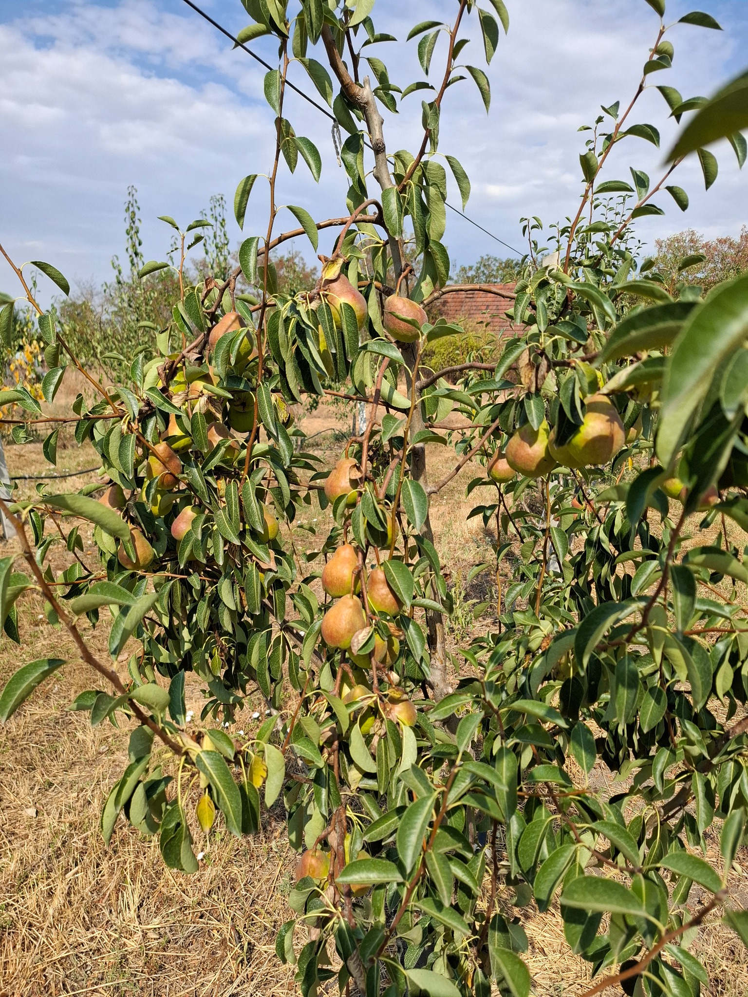 Lalinka Farm gyümölcsös